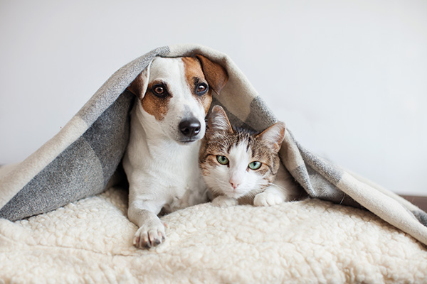 dog-and-cat-together